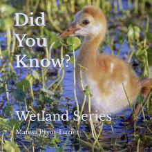 Did You Know? Wetland Series